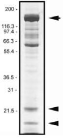 A 10 μg sample was separated by electrophoresis in a 4-20% SDS-PAGE system, and stained with Coomassie Blue. Arrow indicates the truncated myosin head domain (approx. 150 kDa), arrowheads indicate the RLC (approx. 20 kDa) and ELC (approx. 17 kDa).